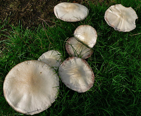 Grootsporigechampignon210806A